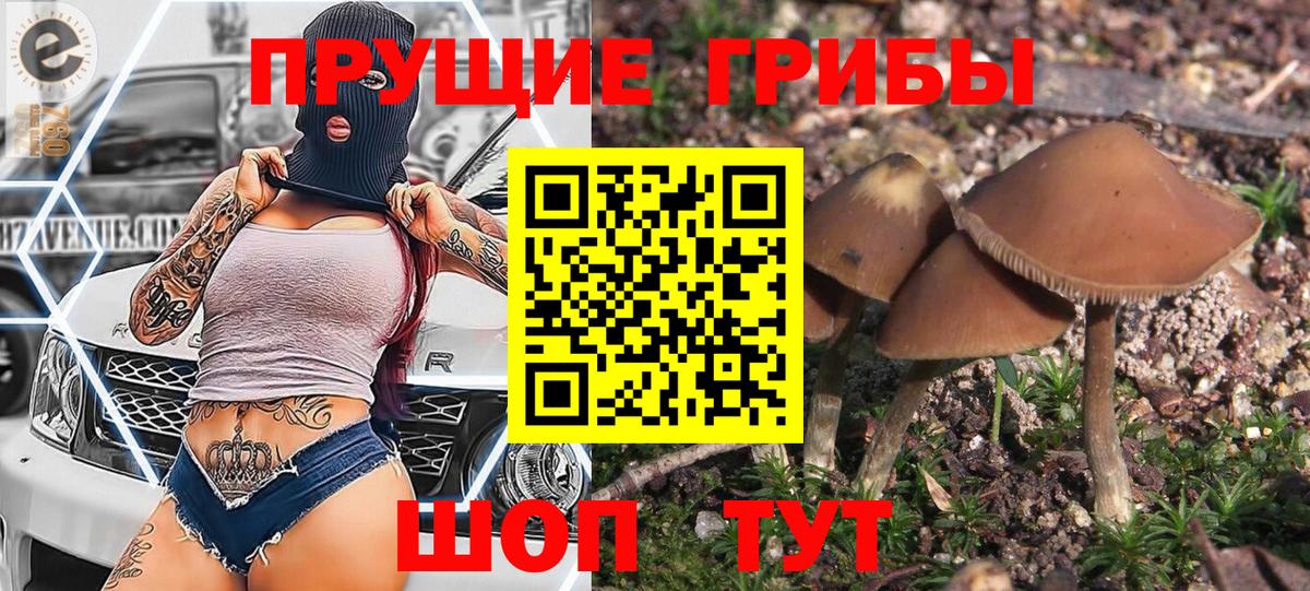Галлюциногенные грибы Psilocybe Лысьва